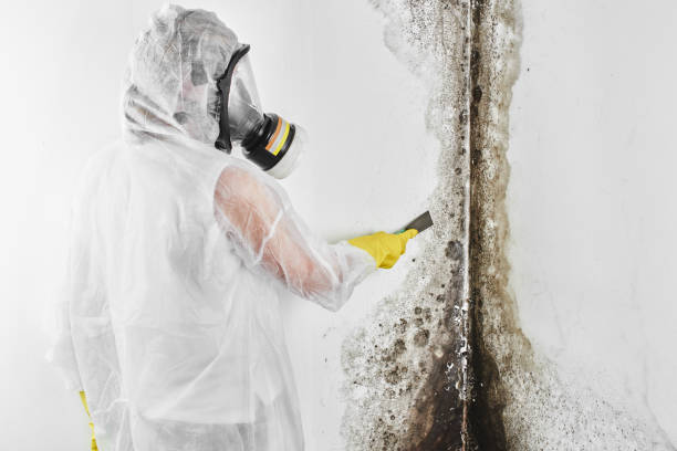 Best Emergency Mold Remediation in Macon, MO